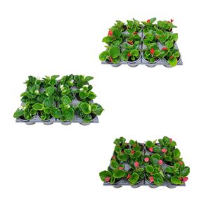 Bild von Begonia P9 Divers